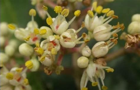 鬼見愁植物|「鬼見愁」是一種什麼植物？